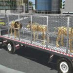 Animal Zoo Transporter Truck Driving Game 3D